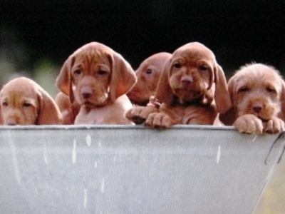 /images/product_images/info_images/science-plan-puppy-healthy-development-jagnenok-i-ris-12kg_1.jpg