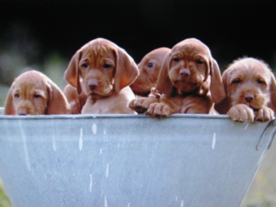 /images/product_images/info_images/science-plan-puppy-healthy-development-mini-kurica-1kg_1.jpg